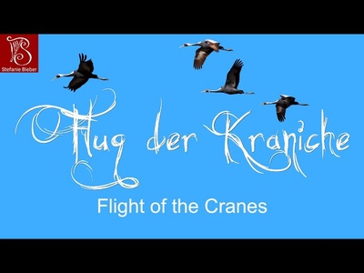 Vorschauvideo